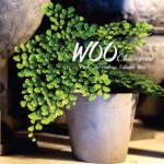 Woo - Cafe . Art Gallery . Lifestyle Shop